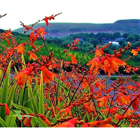 CROCOSMIA CROCOSIMIFLORA MONTBRETIA Orange Flowering Perennial Back of 10 Bulbs Ready to Plant Out Cover
