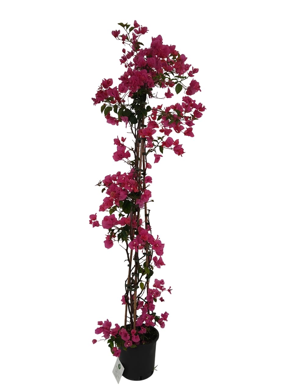 Bougainvillea Glabra Rampicante Pianta ornamentale da esterno vaso diametro cm 18