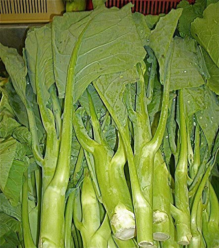 AirGarden - 250 Heirloom KAILAAN Chinese Broccoli Kale Kai LANS Asian Green GAI LAN