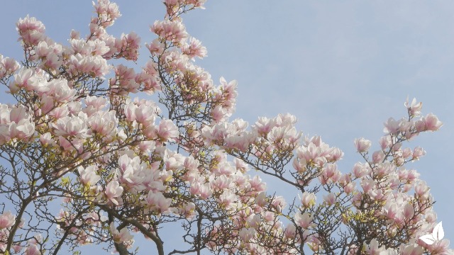 Flssigdnger Fr Sternmagnolien 1L  Organischer Dnger Fr ppige Blten  Und Gesundes Wachstum  Frdert Wurzeln Und Widerstandskraft  Organifer :  Amazon.de: Garten