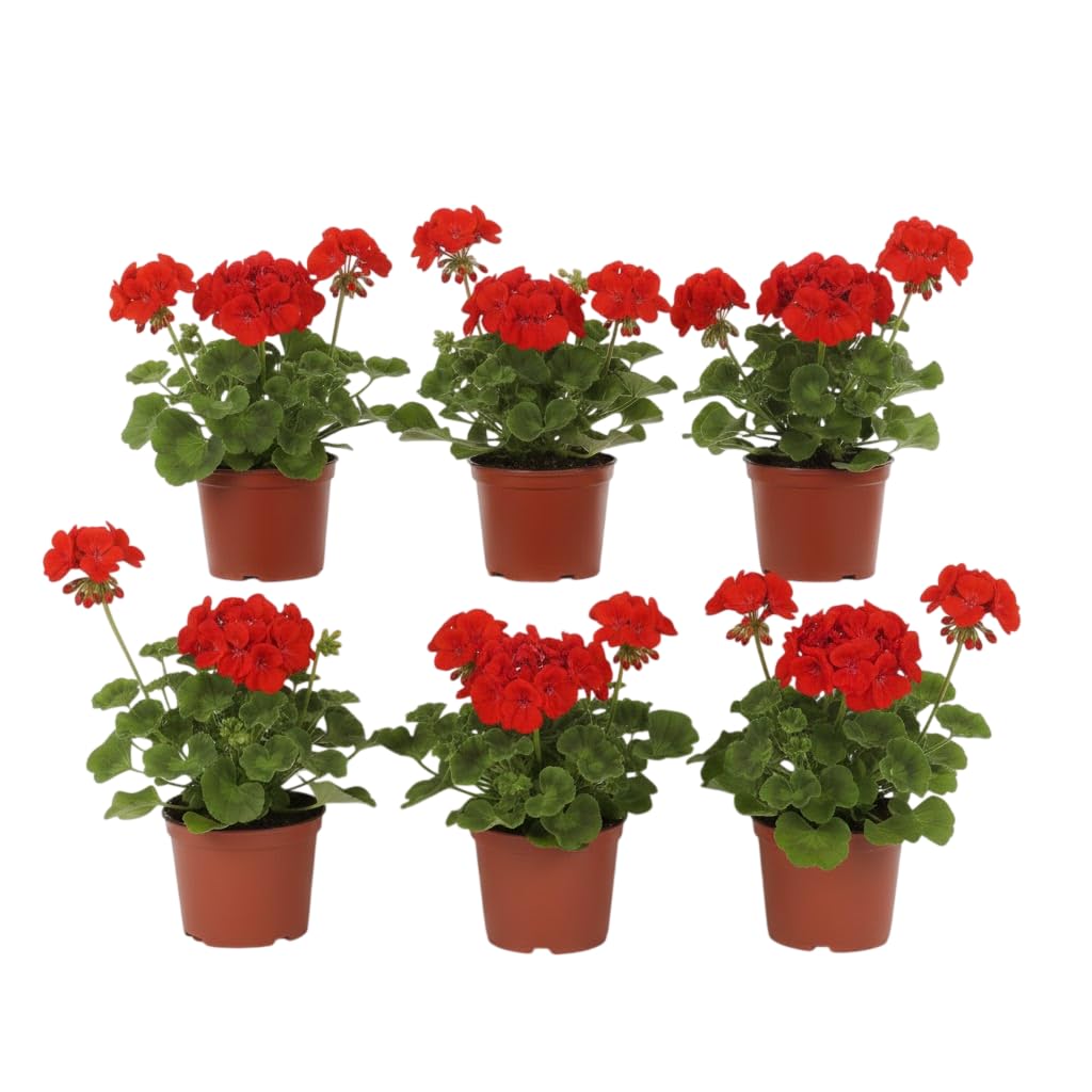 Pack Esencia Mediterránea | Pack de 6 Geranios Naturales en Maceta DECOALIVE | Seis Plantas de Geranio Pelargonium para Interior y Exterior