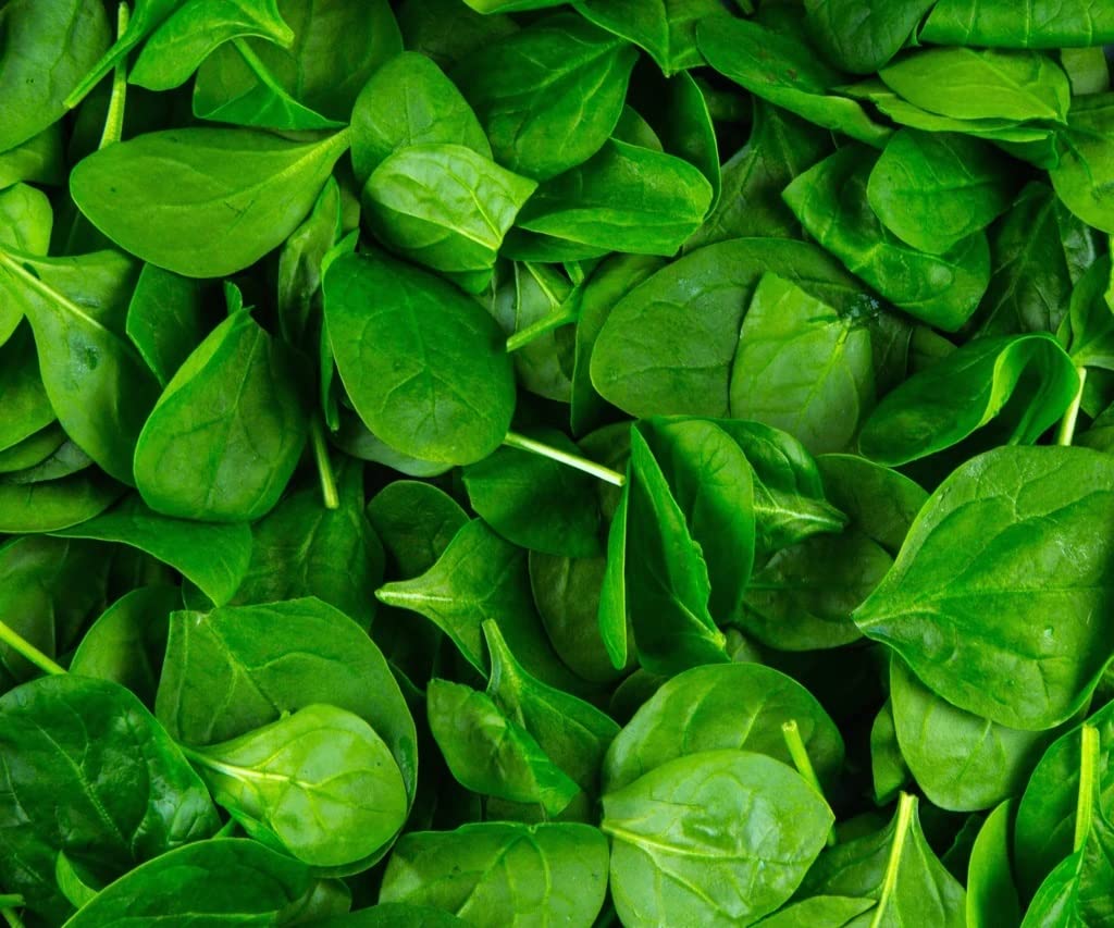 Joycity Baby Spinach Microgreen Seeds (500+ Seeds per packet) (B085DY1VDL) Amazon Price History, Amazon Price Tracker