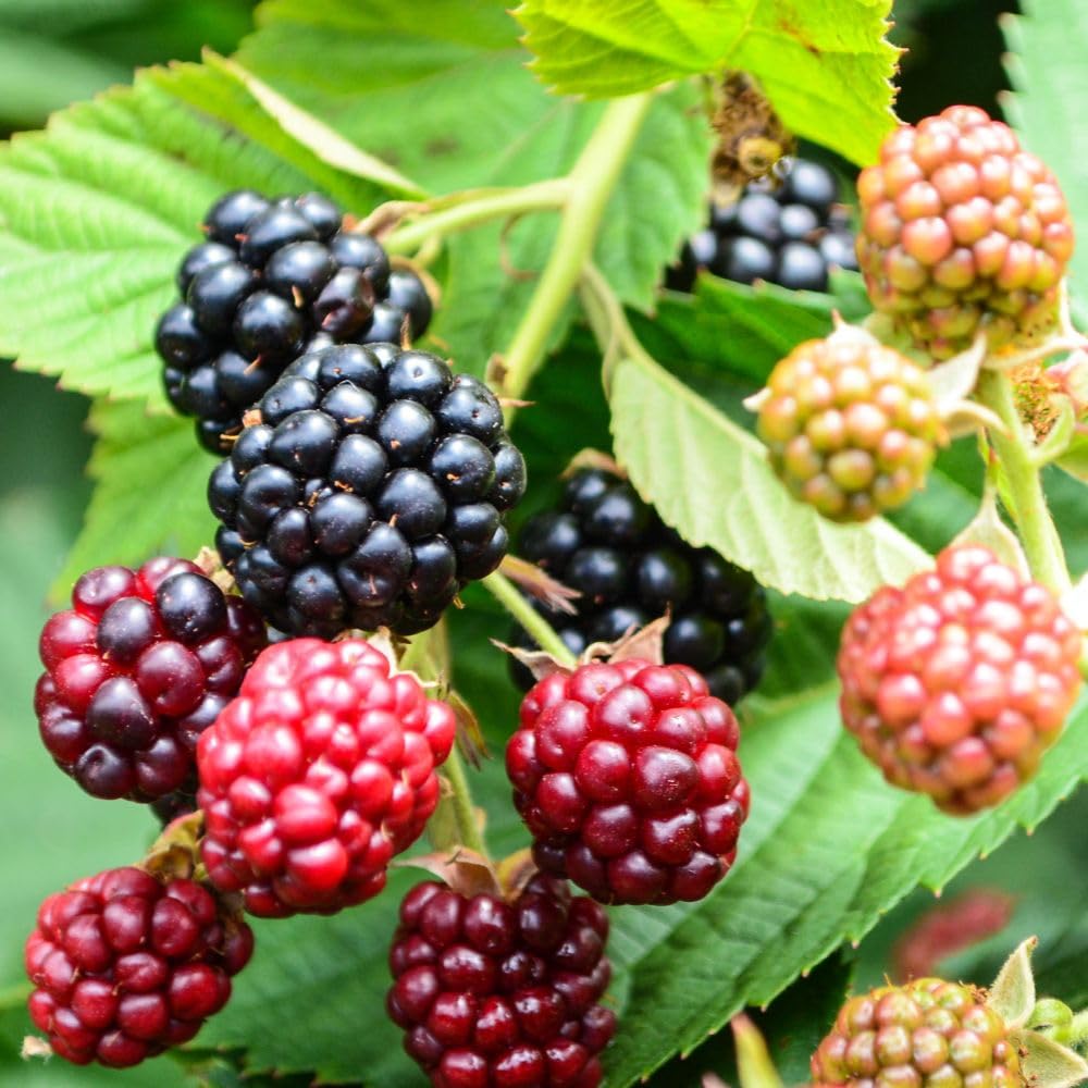 BlackBerry Little Black Prince Thornless Compact Patio Fruit Bush Ever-Bearing Large Sweet Juicy Berries Perfect for Containers Easy Grow 1X 3 Litre Pot by Thompson and Morgan