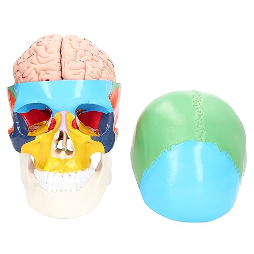 Modelo anatómico del cerebro humano, 4D, 2 piezas, material de PVC duradero desmontable, anatomía, modelo cerebral, recursos de aprendizaje, modelo