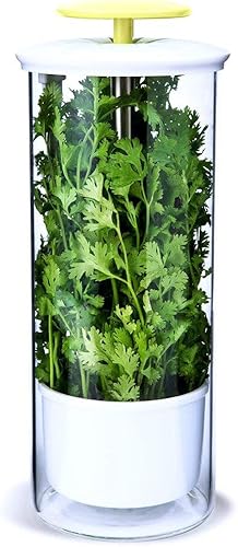 XXL Herb Keeper and Herb Saver - Contenedor de almacenamiento de vidrio para cilantro, menta, perejil, espárragos, mantiene las verduras frescas