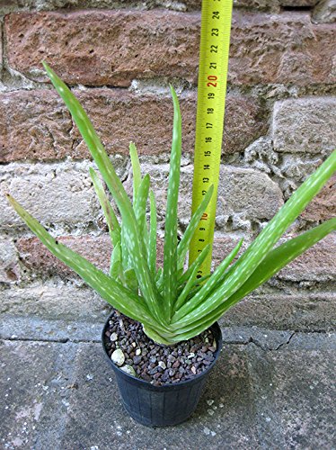 Alo vera var. chinensis caespitosa 20 cm, cactus, vetplant