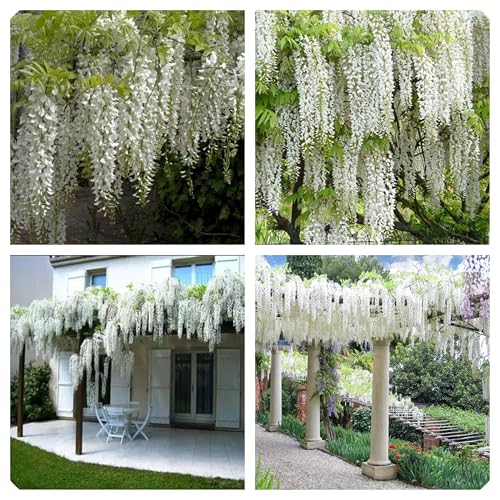 Semi Glicine Bianco, Albero Ornamentale per Pergole Gazebo, Confezione 10 Semi