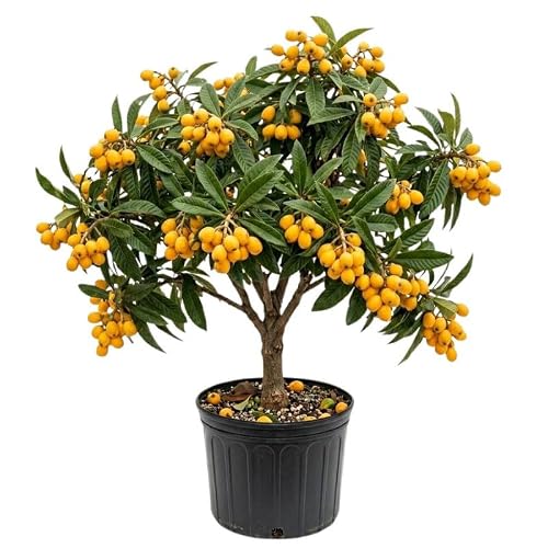 Loquat Tree Live Plant, 3 Gallon Pot, 2–3 ft Tall