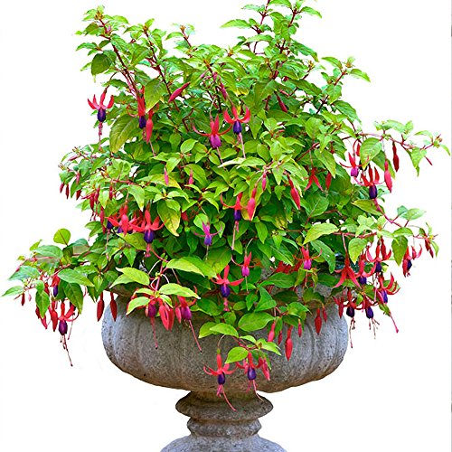 Fuchsia Genii - Outdoor Plants Garden Ready - Gorgeous Flowering Upright Garden Shrub - Hardy Plant for Pots Containers Flower Beds and Borders (9cm Pot 10-20cm)