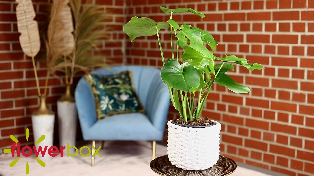 Fensterblatt - pflegeleichte Zimmerpflanze, Monstera Deliciosa - Hhe ca.  75 cm, Topf- 19 cm : Amazon.de: Garten
