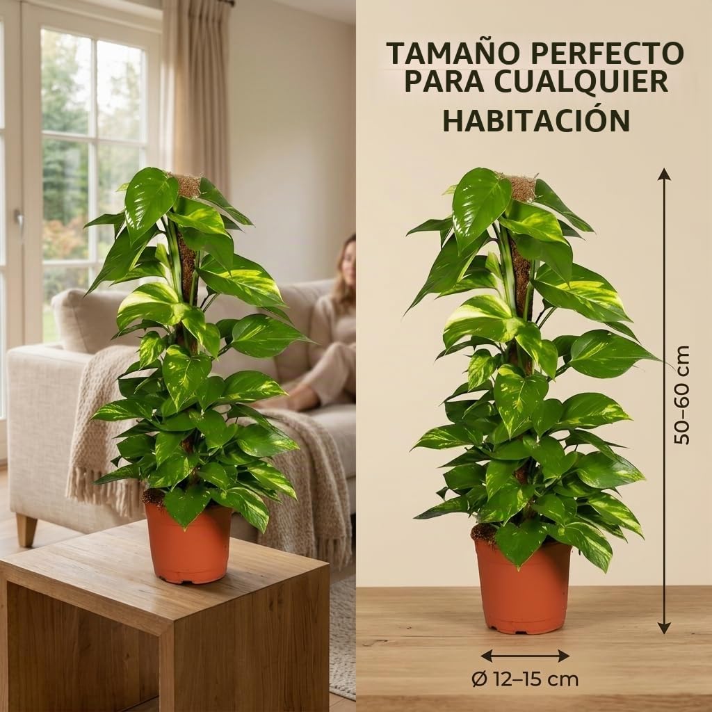 Efeutute en varilla de musgo | Epipremnum Aureum | aprox. 50-60 cm | Maceta de ø 12-15 cm | Plantas de interior de fácil cuidado para el hogar y la oficina | Calidad del experto en plantas | Ideal