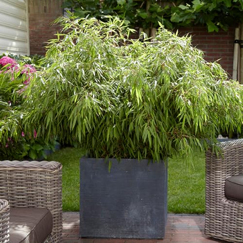 You Garden - Fountain Bamboo Fargesia Rufa in a 2L Pot 40cm Tall - Evergreen Clump-Forming Bamboo...