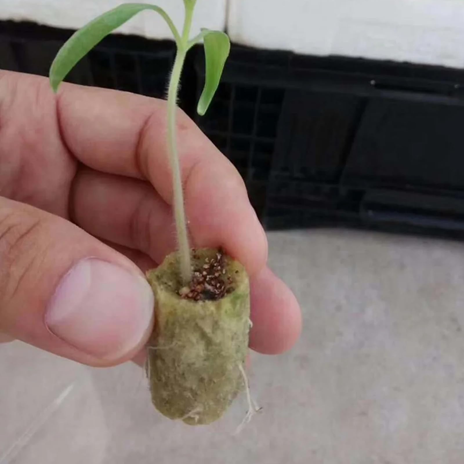 HOMURY 100 unidades de lana de roca cilíndrica: plántula hidroponía de cubo de cría, tapones de lana de roca, tapones para plantas de lana de roca para esquejes, hidropónicos, plantas de interior