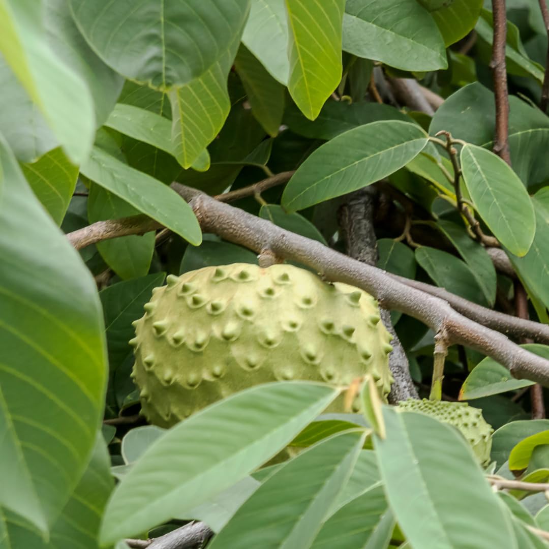 Annona Cherimola Fino de Jete - Plante fruitière exotique en pot 15x35 cm - Hauteur 170-180 cm.