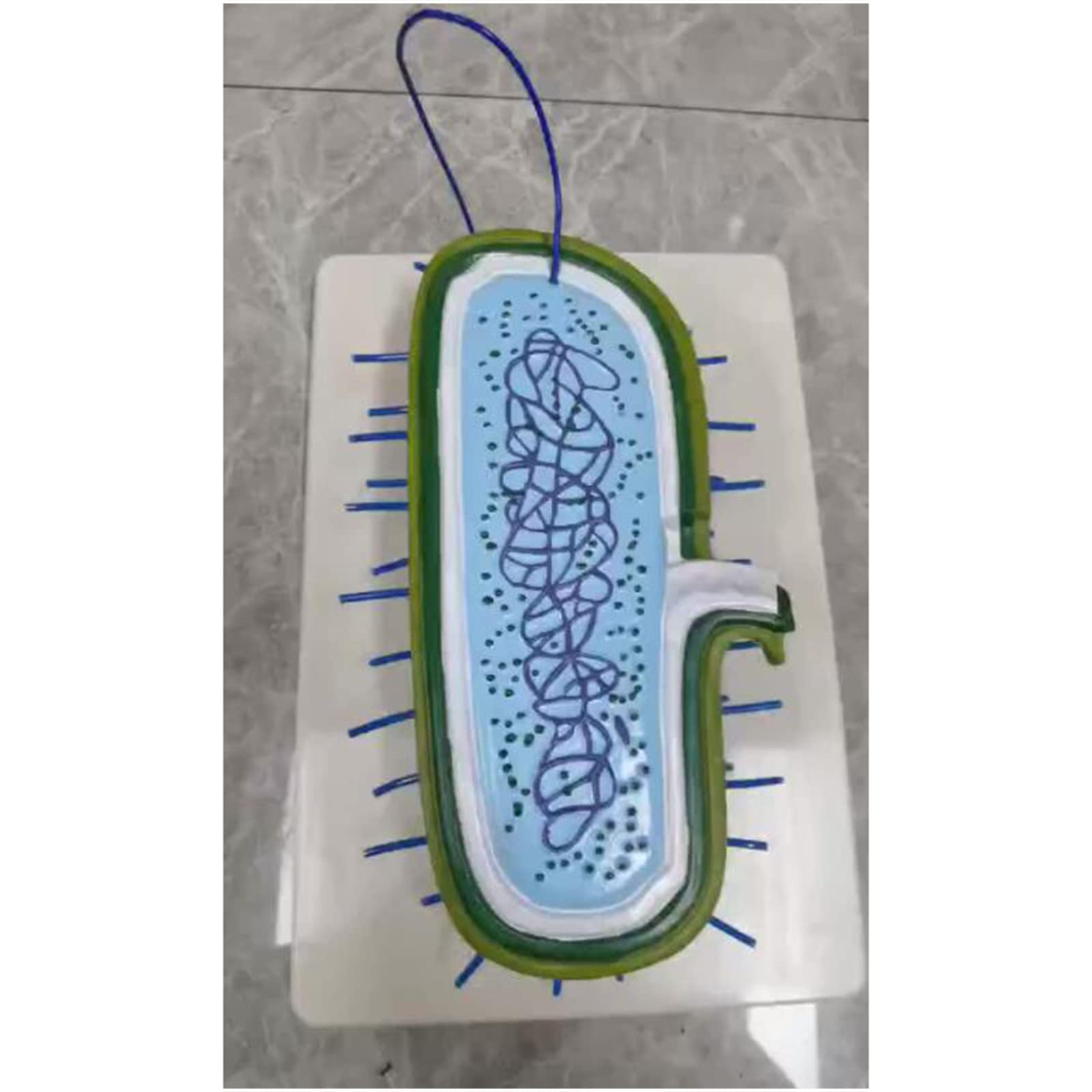 Modello anatomico dei batteri di biologia ingrandita Modello educativo dei batteri per l'attrezzatura didattica di biologia della scuola media, forniture di laboratorio