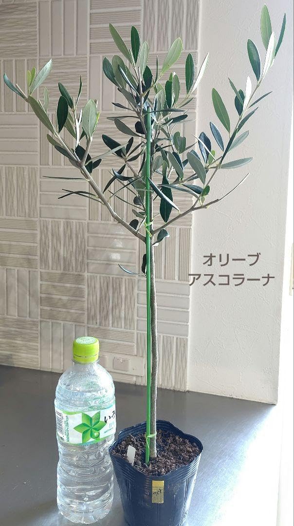 Amazon｜戦姫絶唱シンフォギア 立花響 風鳴翼 天羽 奏 ビーチタオル