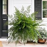 Bailikang 4PCS Lifelike Fake Fern Plants UV Resistant Artificial Boston Ferns for Outdoor Indoor Large Fake Greenery Plants No Wither for Front Porch Garden Window Home Decoration