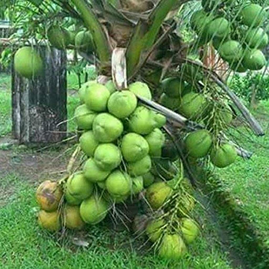 Creative Farmer Gardens Dwarf Rare Ganga Bondam Coconut Tree Live Plant Fresh Most Expensive Variety Gives Fruit Round The Year (Healthy Plant) (B09QSL16G6) Amazon Price History, Amazon Price Tracker