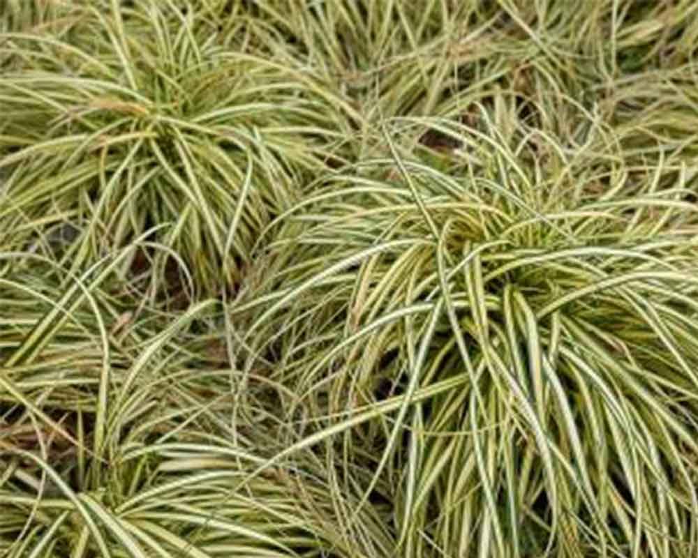 Gartenpflanzen - Ziergräser - Set aus 3 - Japan-Gold-Segge - Blühende Pflanze