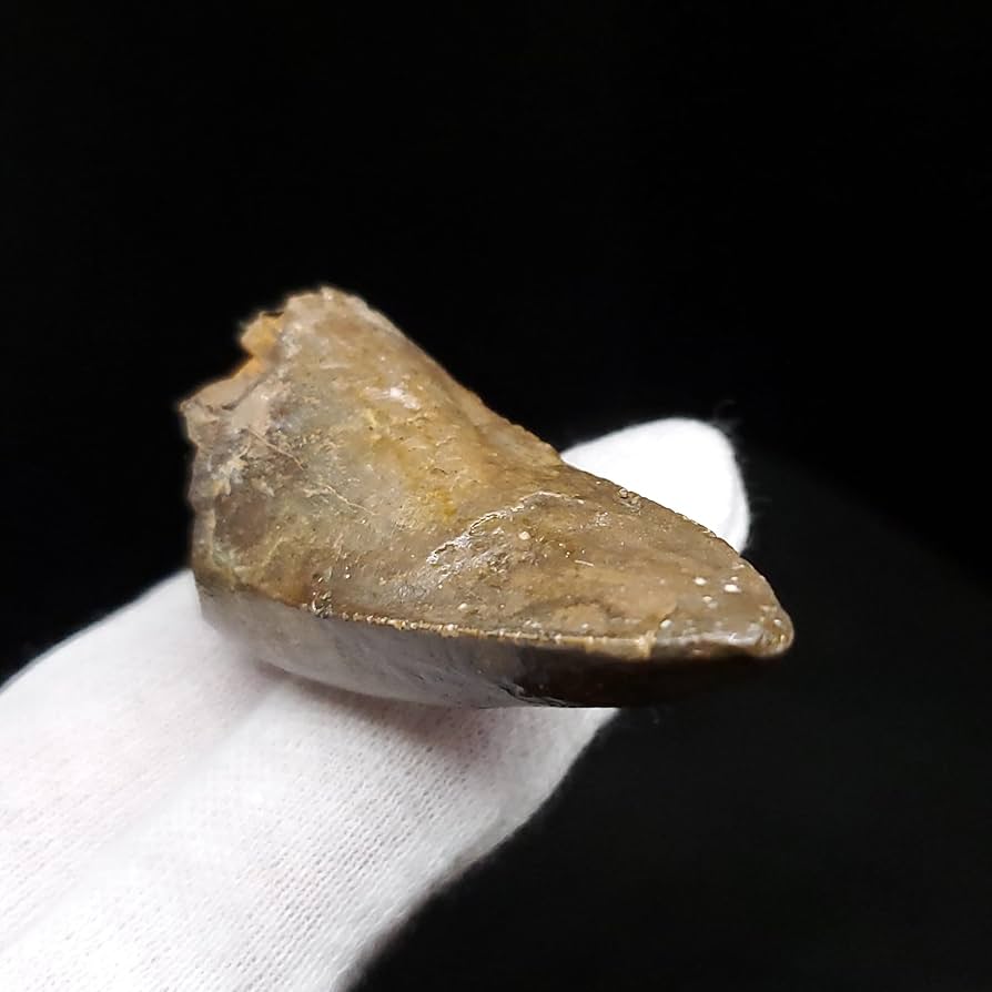 貴重 ラザナンドロンゴベ 歯 化石 マダガスカル産 56.72mm fr107 Amazon | 【化石専門店 LOLO】貴重 ラザナンドロンゴベ 歯 化石 本物