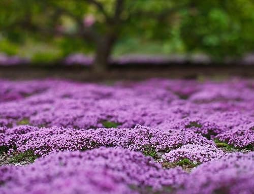 Miniatura 2 de Más de 3000 piezas de semillas de tomillo rastrero rojo, rosa, morado, cobertura del suelo, semillas perennes, sin OMG, flor de reliquia perenne,
