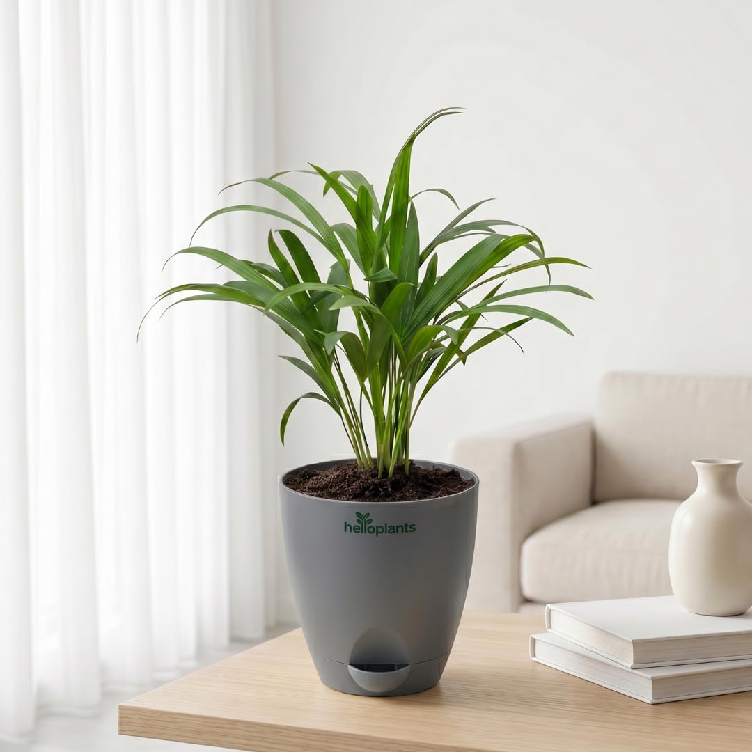 Areca Palm Live Indoor Plant for Home Decor Air Purifying Tropical Houseplant in a 4-Inch Self-Watering Matte Grey Pot-image-6