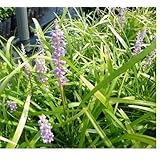 【3本セット】ヤブラン / 10.5cmポット やぶらん 藪蘭 学名：リリオペ 苗 植木 苗木 庭 グランドカバー 下草 寄せ植え 低木