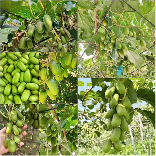 kiwiberry - semillas semillas de kiwi resistentes orgánicas para de balcón bonsái en resistentes para 350pcs