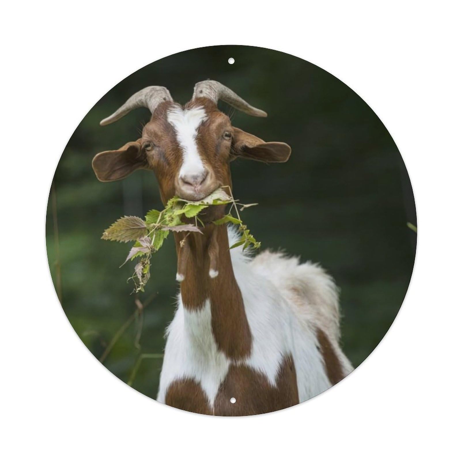 Animal Boer Goat Vintage Metal Tin Sign Plaque Wall Decor for Cafe, Club Bar, Office, Garden Metal Poster 8x8Inch