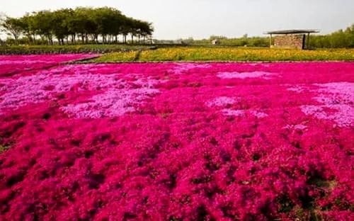 Miniatura 3 de Semillas de tomillo  1000 semillas de tomillo rastrero rojo para plantar, semillas de timo arrastradas de lana enanas