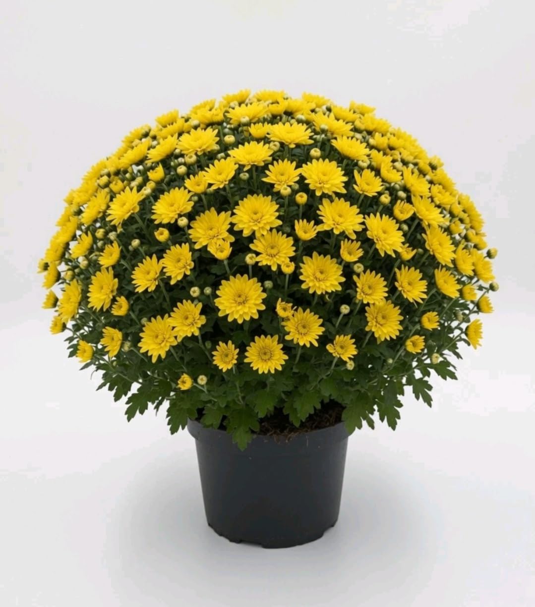 Yellow Chrysanthemum Plant in 3 L Pot – Autumn Bloom | Hardy Garden Mum