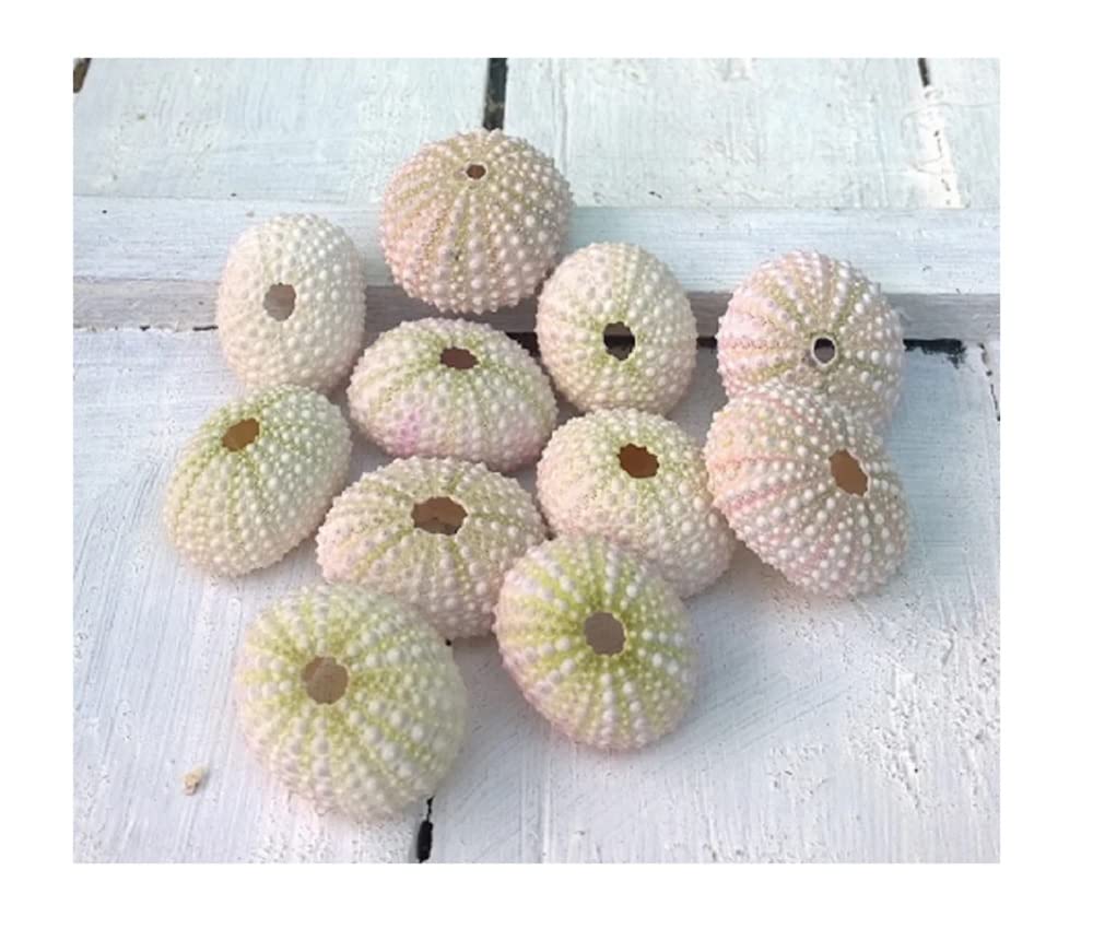 Maxjam White Pink Pack Of 10 Miniature Real Sea Urchins Pale Pink And White 3Cm - 4Cm Diameter Delicate Sea Shells Urchin