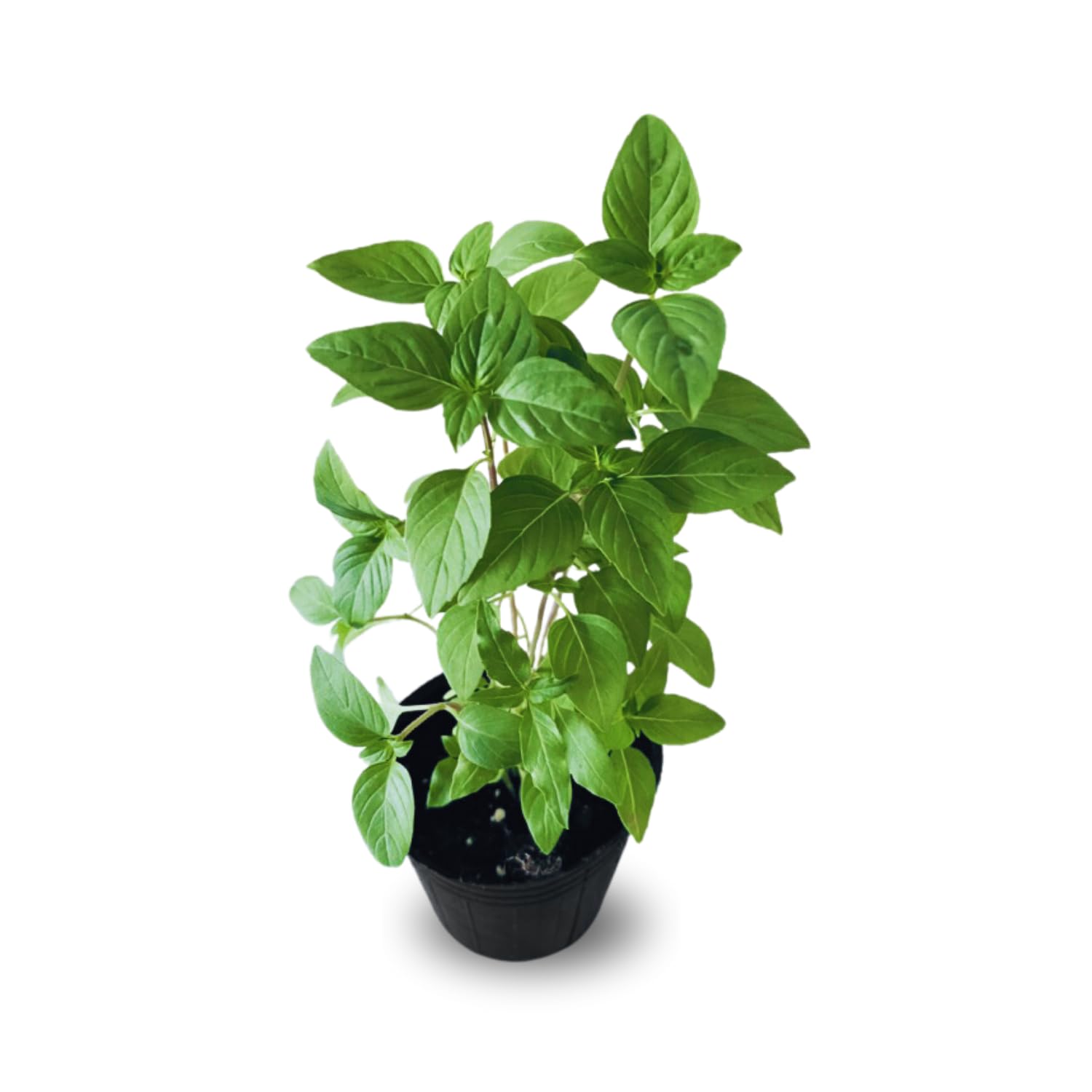 Amazon.com : 15 Basil Plants Live, Basil Live Plant, 5 to 8 Inc Tall, Herb  Plants Gardening Indoor Outdoor : Patio, Lawn & Garden