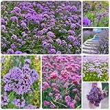 verbena orgánica cubierta vegetal de jardín resistente semillas de verbena Cama elevada, resistentes en macetas medicinales interior exóticas jardín550semillas