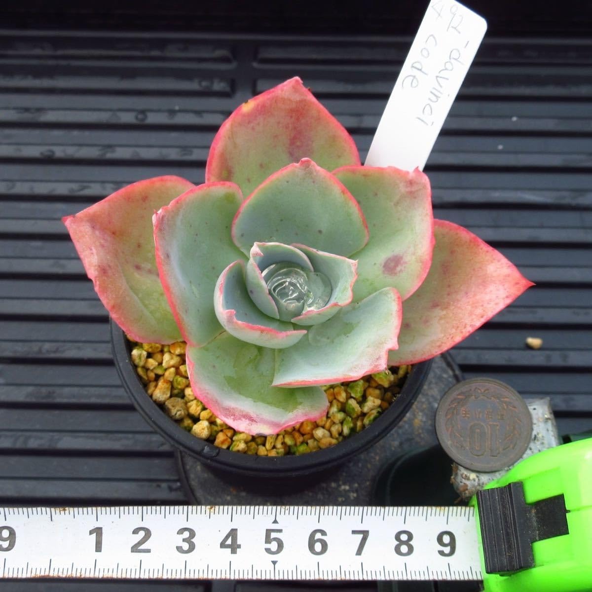 多肉植物　C’est ci bon【Fine農場】　韓国苗 Amazon.co.jp: ！！多肉植物 ダヴィンチコード レア苗 韓国苗 美苗