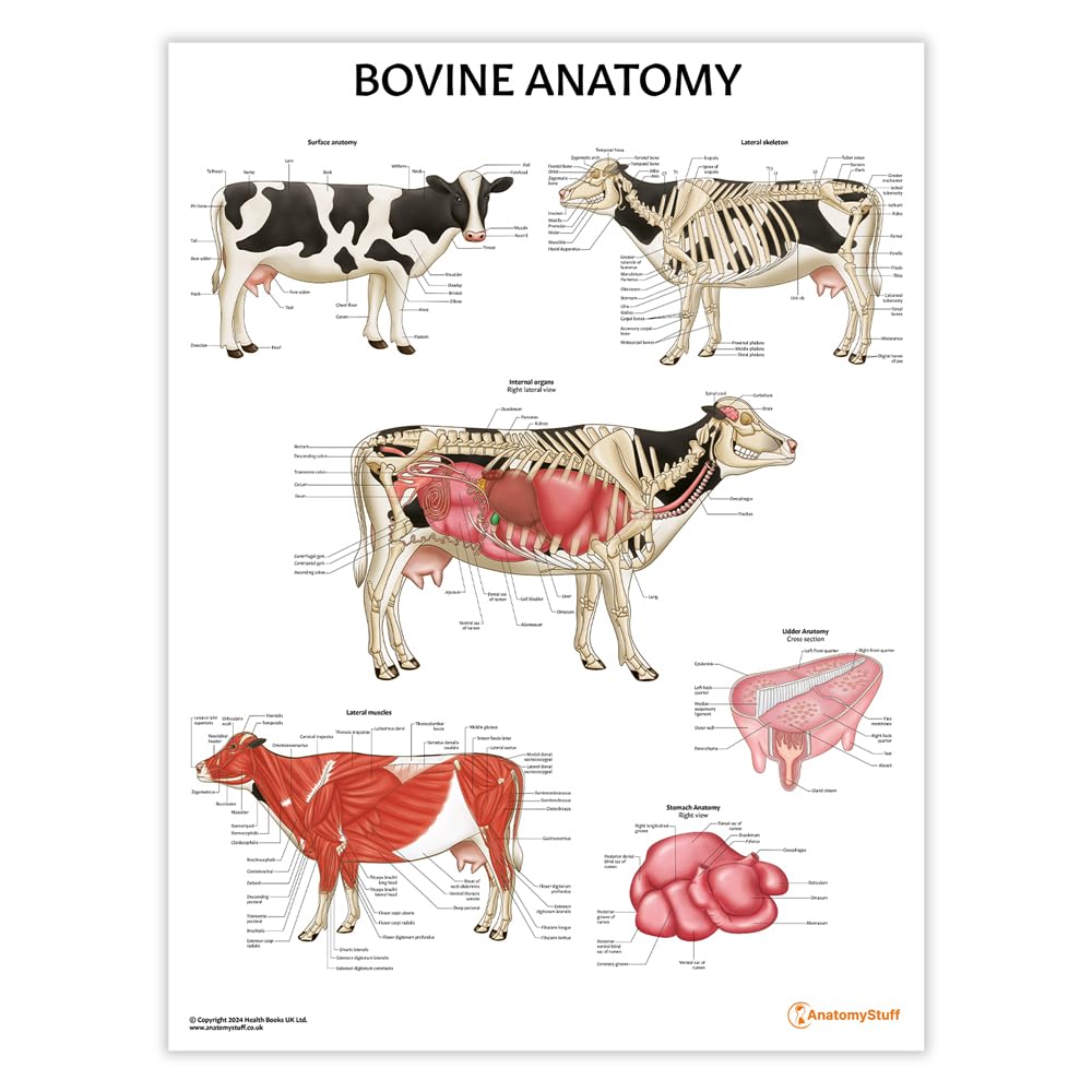 Anatomy Stuff Red, White Bovine Anatomy Poster/Chart, 45X60 Cm, 18X24 Inches, Cow Organ Illustration, Veterinary Anatomy, Agricultural, Learning Tool