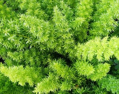 Asparagus Fern, 3.5 inch Pot (3)