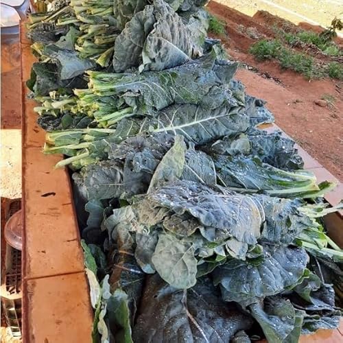 1.000 Sementes de Couve Manteiga Hibrida Kobe Tamanho Grande Vigorosa Cozinha Saladas