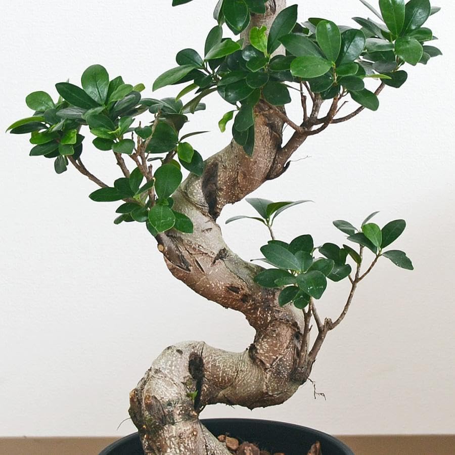 Amazon.co.jp: ガジュマル 観葉植物 曲がり 7号鉢苗 大型 盆栽 Amazon.co.jp: ガジュマル 観葉植物 曲がり 7号鉢苗 大型 盆栽