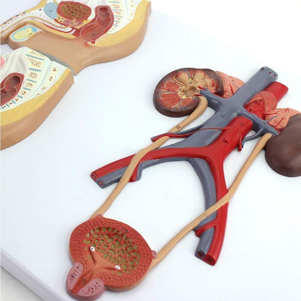 Modello di Anatomia Sistema Genitourinario Maschile E Femminile, Forniture di Laboratorio Medica Didattico