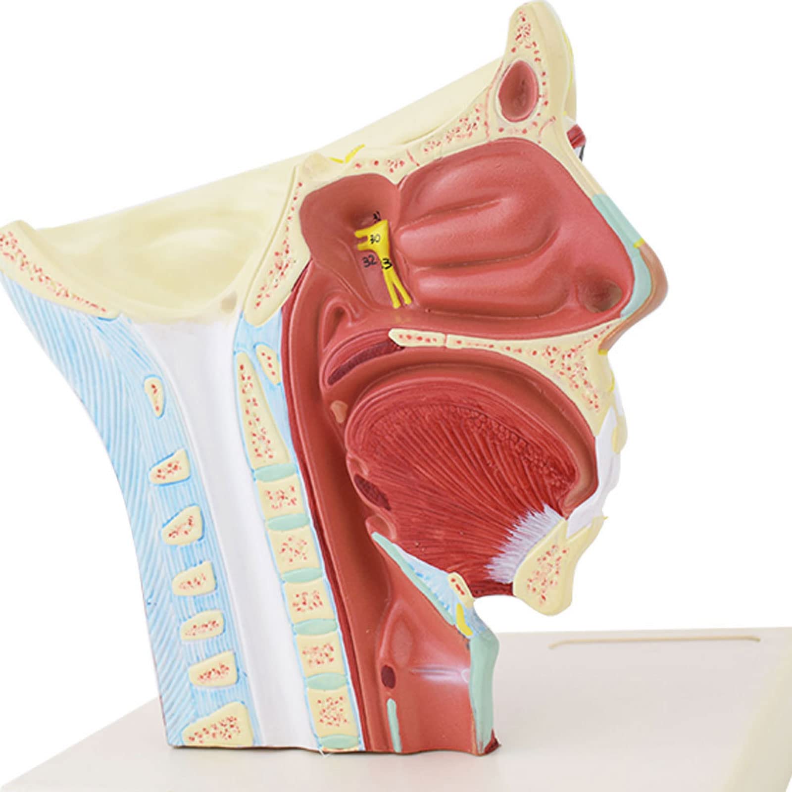 Model anatomiczny ludzkiego mózgu jamy nosowej gardło głowa model czaszkowo-mózgowy model naczynia tętnicy mózgowej do nauczania materiałów medycznych