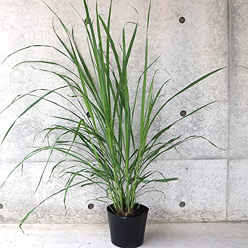レモングラス 6号ポット 大苗【品種で選べるハーブ苗/6号ポット/1個売り】学名:Cymbopogon citratus/イネ科オガルカヤ属の多年草(寒冷地では一年草扱い)/英名:Lemongrass●年月をかけて6号ポットで育苗した大きな株なので、丈夫で耐寒性も小株と比べると強いです。アジア料理およびカリブ料理でよく使用され、タイのスープ・トムヤムクンなどの料理の香り付けに用いられたり、ハーブティーとして利用できます。主な使用法はハーブティ、スープ、カレーで、鳥肉や魚、シーフードともよく合います。虫が嫌う