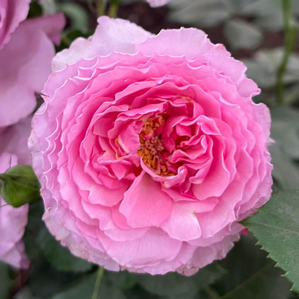 YouGarden Rose Platinum Jubilee in a 4 Litre Pot