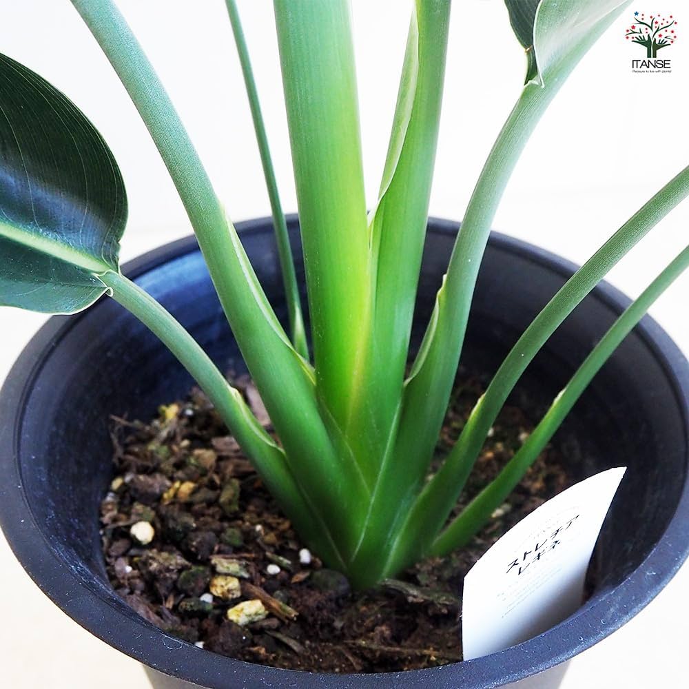 ストレリチア　レギネ　7号　ゴクラクチョウカ　極楽鳥花　ストレチア　観葉植物 Amazon｜ITANSE ストレリチア・レギネ 極楽鳥花 6号 1個