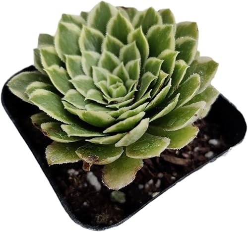 Miniatura 2 de Plantas de cactus suculentas vivas de USKC (maceta de 2 pulgadas) (Aeonium Emerald Ice)