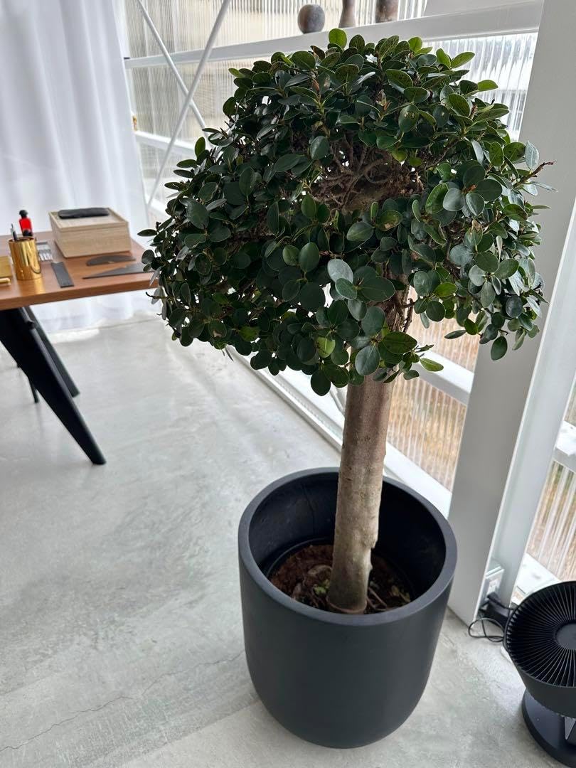 ガジュマル約1.5メートル/13号 観葉植物 ガジュマル 4号 股仕立て ガジュマル約1.5メートル/13号 観葉植物 ガジュマル 4号 股仕立て