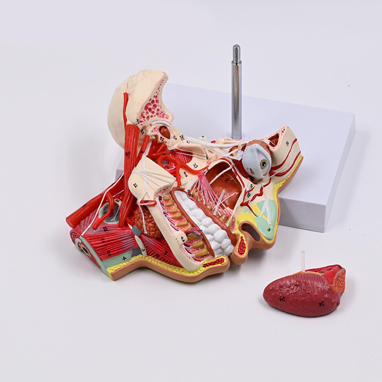 Xiaoxu Modèle de tête pour l'enseignement de l'anatomie : matériel Scolaire, Visage, vaisseaux sanguins, Demi-tête Humaine.