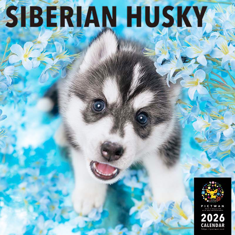 【最終SALE】シベリアンハスキー〈3体Set〉 Amazon.co.jp: 1/6 サイズ シベリアン・ハスキー可愛い 滑稽 犬 動物