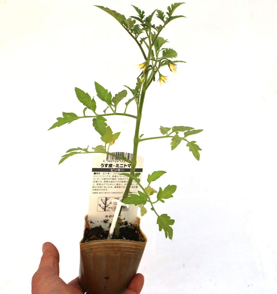 Amazon うす皮ピンクミニトマト苗 ピンキー 野菜苗 9cmポット接木苗 2個セット やわらかな食感と 艶のあるピンク色の外観はまるでサクランボのよう 糖度は高く安定し さわやかな酸味の育てやすい綺麗なピンク色の多収穫ミニ トマト 自社農場から新鮮直送 地域