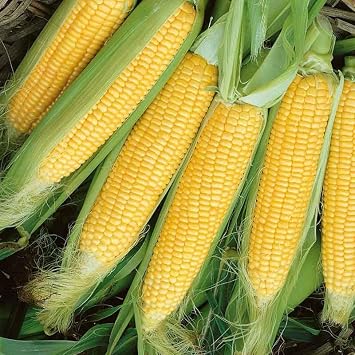 Eden Brothers Corn Seeds - Golden Beauty